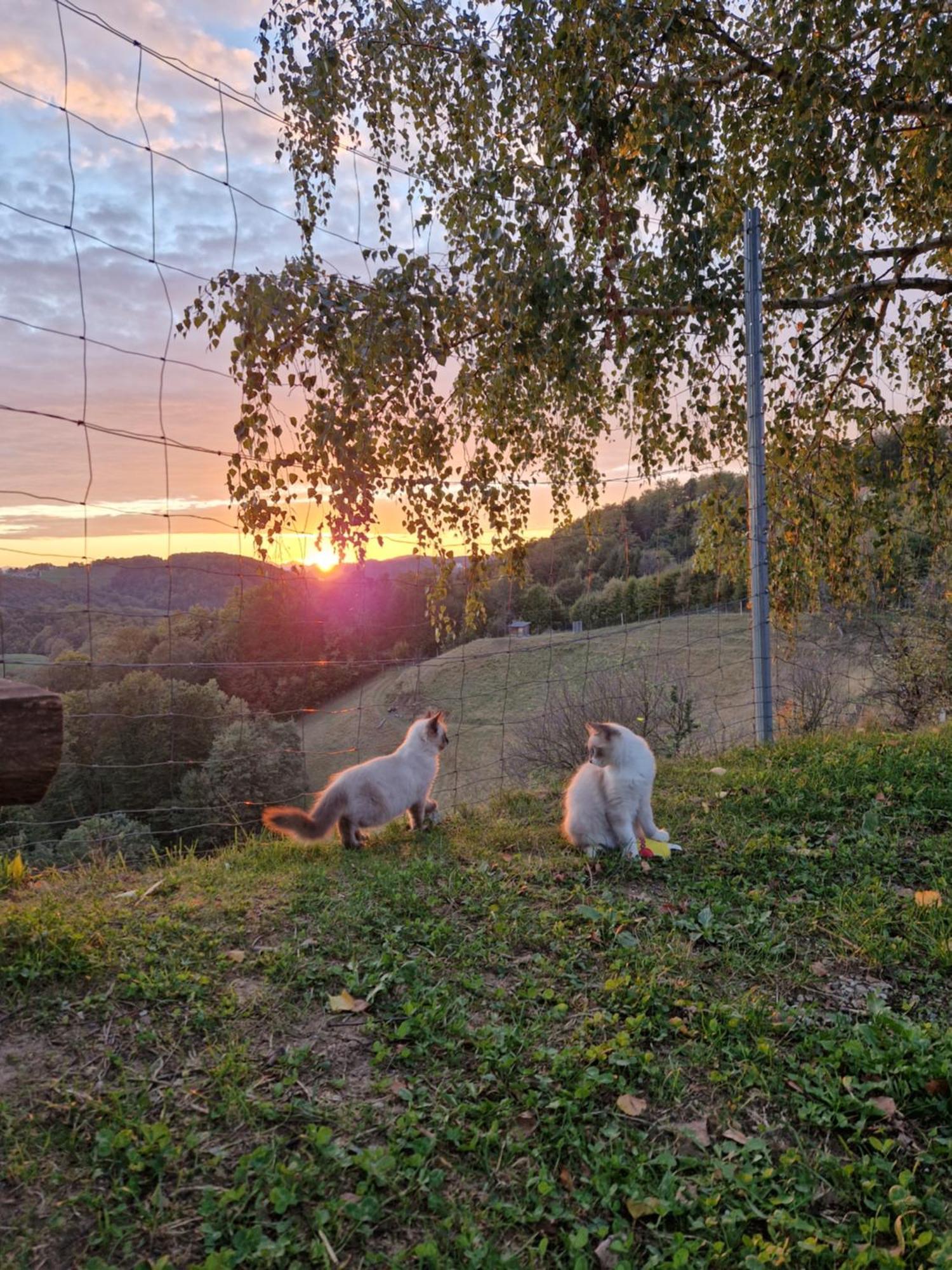 Relax Marjanca 4* Rogaška Slatina